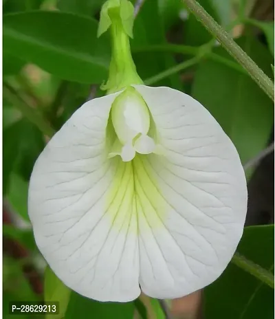 Platone Aparajita Butterfly Pea Plant Aparajita plant-thumb0