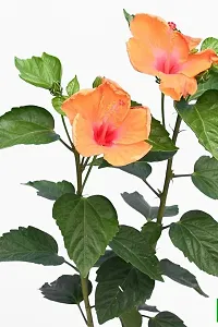 Platone Hibiscus Plant Plants 158-thumb1