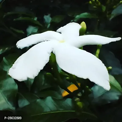 Platone Jasmine Plant Jasmine Crepe Jasmine Chinese Tagor Night Blooming Jasmine Plant CF000926111-thumb0