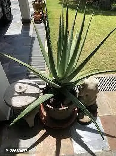 Platone Aloe Vera Plant Aloe Vera Plant 068-thumb0