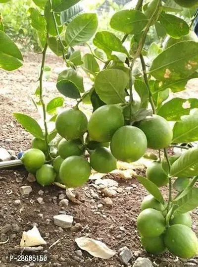 Platone Lemon Plant All Time Seedless Pati lemon Variety Fruit (Air layeredGrafted) Live PlantsTree(1-1.5 Ft Size)-thumb0
