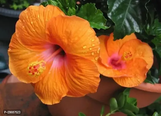 Platone Hibiscus Plant Hibiscus Plant ( Ghana Hibiscus Plant )-thumb0