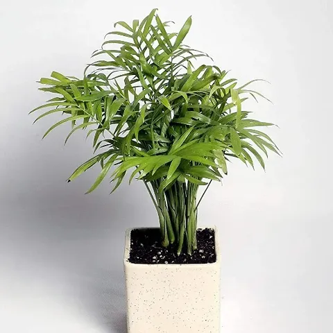 Hot Selling Plant & Planters 