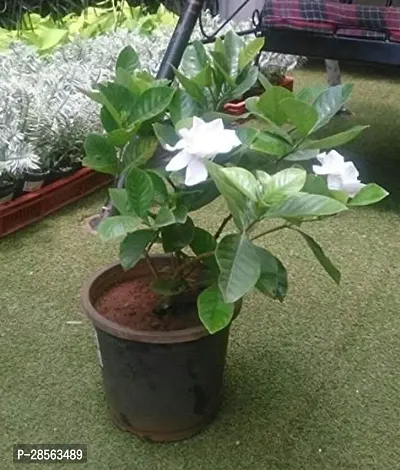 Platone Jasmine Plant GANDARAJ-01-thumb0