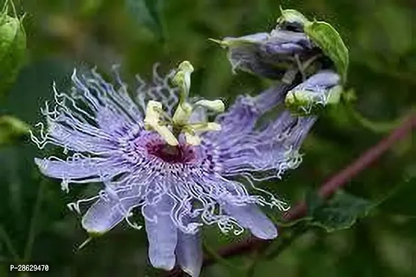 Platone Passion Plant PASSION FLOWER KJH