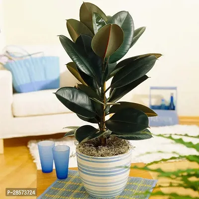 Platone Rubber Tree AS rubber plant 34