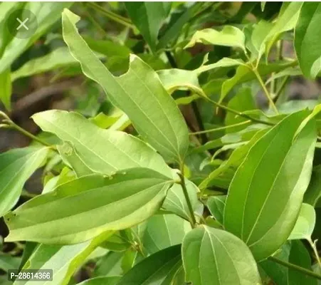 Platone Cinnamon Plant Plants 407-thumb0