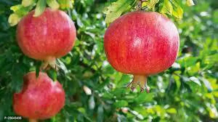 Platone Pomegranate Plant Quality Pomegranate Plant-thumb0