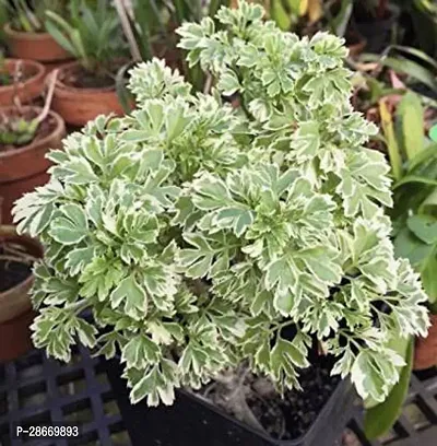 Platone Aralia Plant Aralia Live Plant_07-thumb0