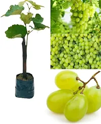 Platone Grape Plant GRAPES PLANT 2213-thumb2