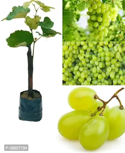 Platone Grape Plant GRAPES PLANT 2213-thumb3