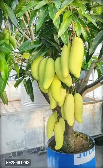 Platone Mango Plant Hybrid Rare Thailand Variety Mango Live Plant. Thai banana Shaped mango.-thumb0
