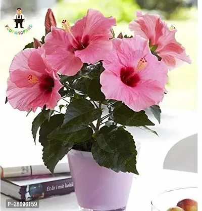 Platone Hibiscus Plant TIGHIBI18-thumb0