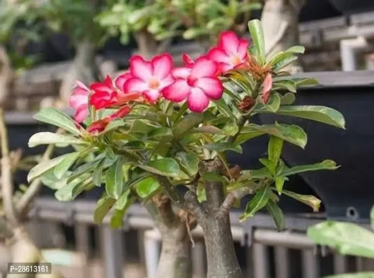 Platone Adenium Plant Adenium plant