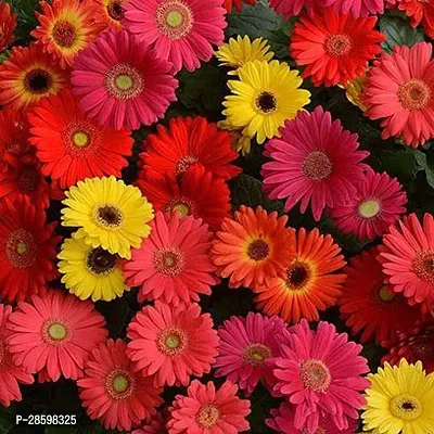 Platone Gerbera Plant GERBERA PLANT-16-thumb0