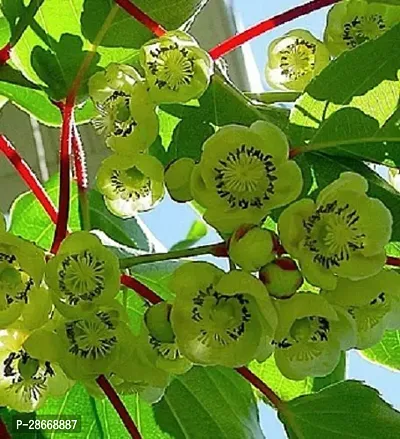 Platone Kiwi Plant IIWI6-thumb0