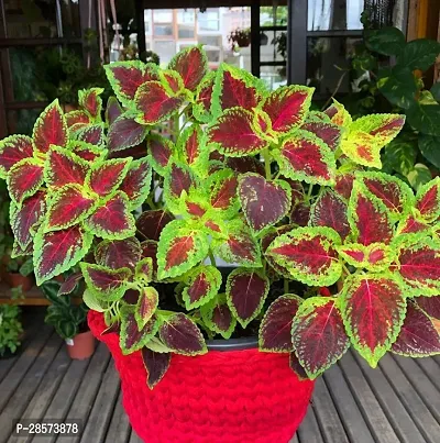 Platone Coleus Plant Live Light Green Red Coleus Plant - Decorative Plants-thumb0