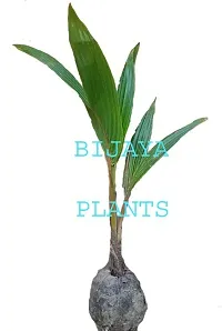 Platone Coconut Plant Coconut Plant (AAA0001)-thumb1