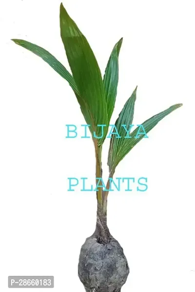 Platone Coconut Plant Coconut Plant (AAA0001)-thumb2