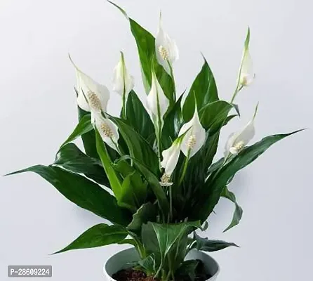 Platone Peace Lily Plant RSP_876-thumb0