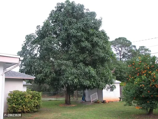 Platone Mango Plant Thai mango plant59-thumb2