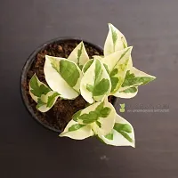 Platone Money Plant White Money Plant-thumb2