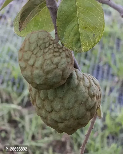 Platone Custard Apple Plant Custard Apple Live Plant Disha-200661