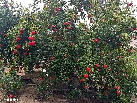 Platone Pomegranate Plant VJKBJHN141