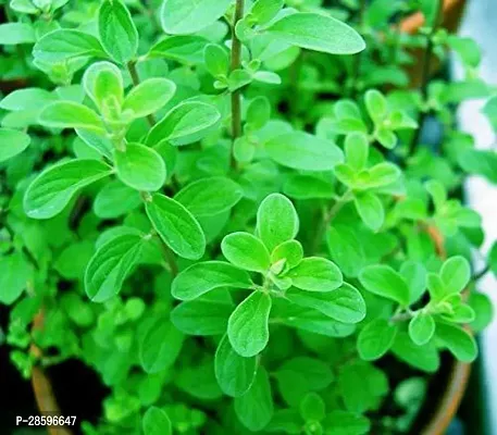 Platone Marjoram Plant LiveMaruaSweet marjoramMarwaMarjoram White Herbal Plant Medicinal Live plant