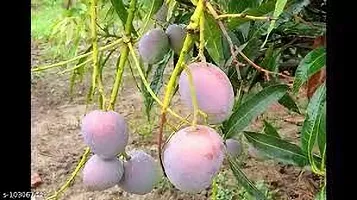 Platone Mango Plant Mangoo plant vfg-thumb1