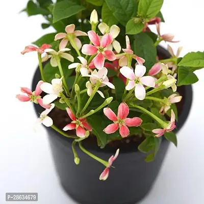 Platone MadhumaltiRangoon Creeper MadhuMalti Combretum Indicum live flower plant with pot (pack of 1)