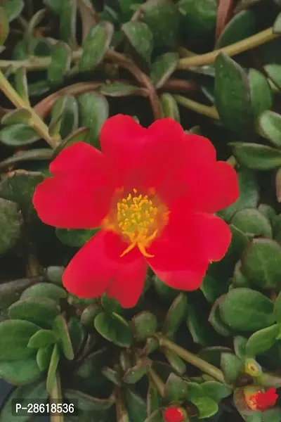 Platone Portulaca Plant Purslane red plant-thumb0