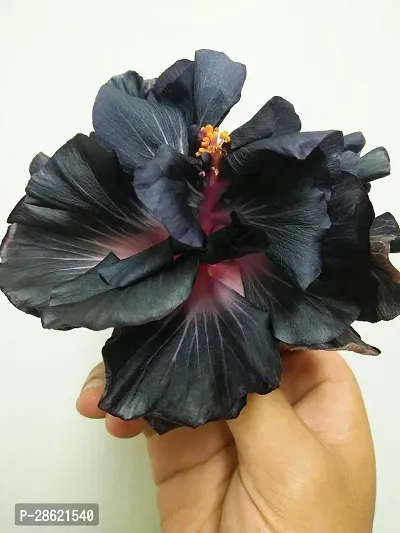 Platone Hibiscus Plant BLACK JOBAHIBISCUS