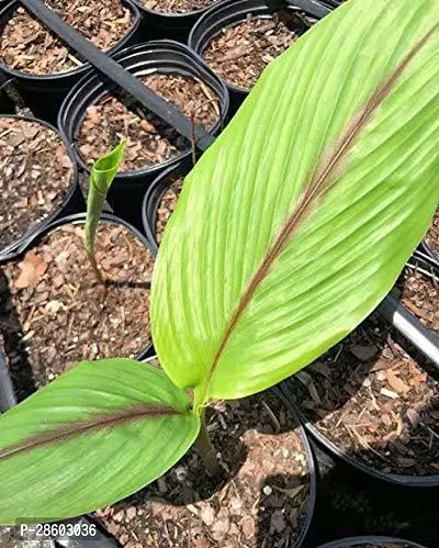 Platone Turmeric Plant turmeric77-thumb0