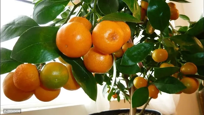 Platone Orange Plant oreang plant la