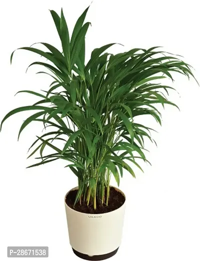 Platone Areca Plam ARECA PLAM INDOOR.OUTDOOR-92