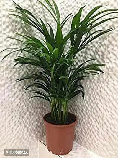 Platone Areca Palm Areca_11