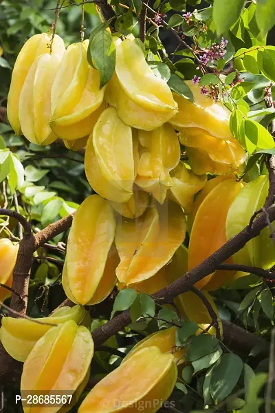 Platone Star Fruit Carambola Grafted Plant SFU