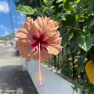 Platone Hibiscus Plant Hibiscus Hybrid Live Flower Plant CF3301121