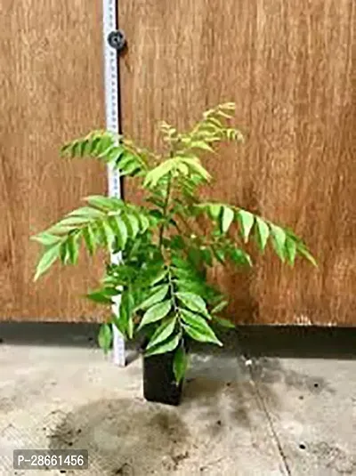 Platone Curry Leaf Plant Curry Leaf Live Plant Pot Not Included-Polythene Bag