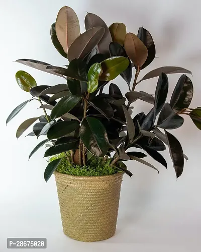 Platone Rubber Tree Live Rubber Plant for Indoor Home DecorationAir Purification v38