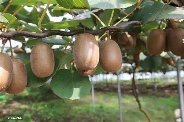 Platone Kiwi Plant Kiwi fruit plant Ki3-thumb0