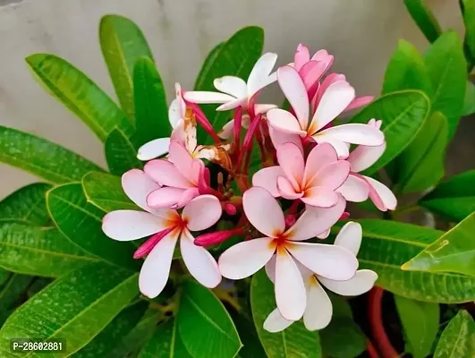 Platone Plumeria Plant Pink plumeria flowers plant.