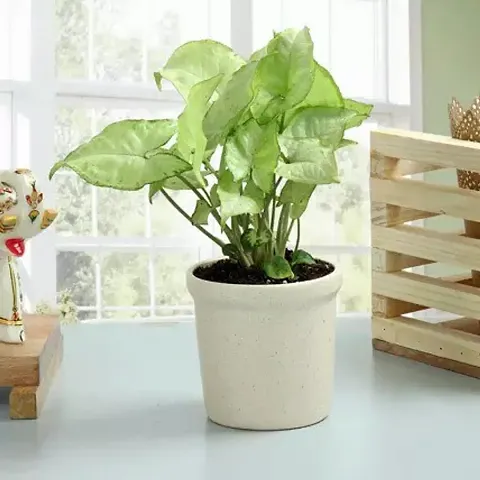 Must Have Plant & Planters 