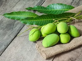 Platone Mango Plant Sweet Green Mango(Kaccha Mitha Aam) Live Grafted Plant-thumb2