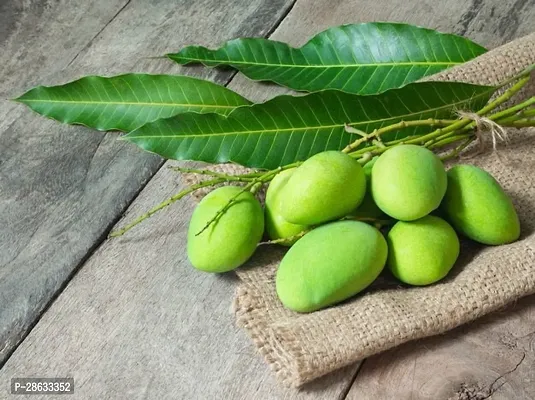 Platone Mango Plant Sweet Green Mango(Kaccha Mitha Aam) Live Grafted Plant-thumb3