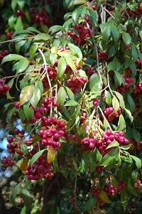 Platone Cherry Fruit Plant Australian Cherry Apple Cherries Fruit (Air layeredGrafted) Live PlantsTree-thumb1