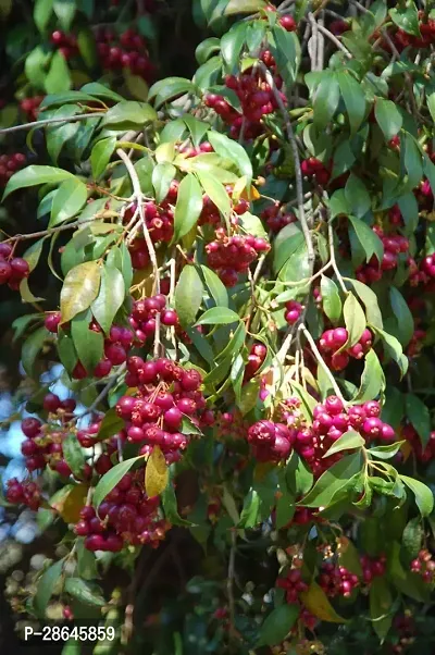 Platone Cherry Fruit Plant Australian Cherry Apple Cherries Fruit (Air layeredGrafted) Live PlantsTree-thumb2