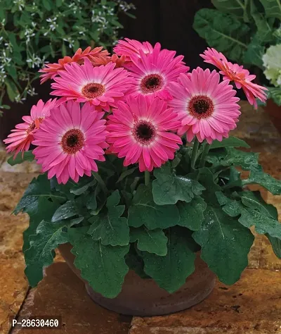 Platone Gerbera Plant Gerbera pink flower plant 020