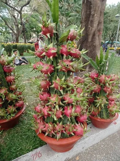 Trendy Plant & Planters 